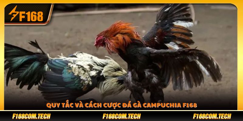 Luật chơi và quy trình đặt cược từng bước