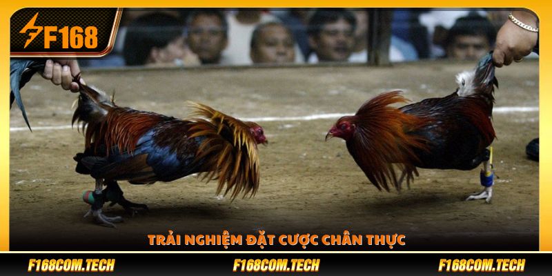 Trải nghiệm đặt cược thực tế chân thực 