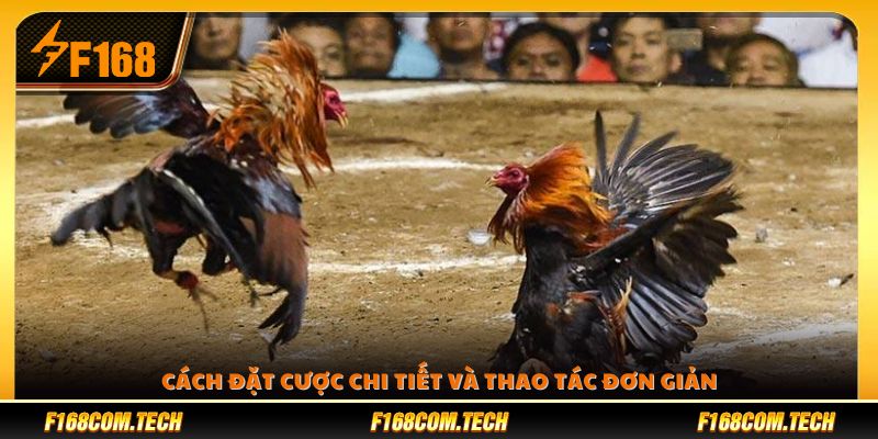 Từng bước đặt cược đá gà cựa sắt dễ hiểu 