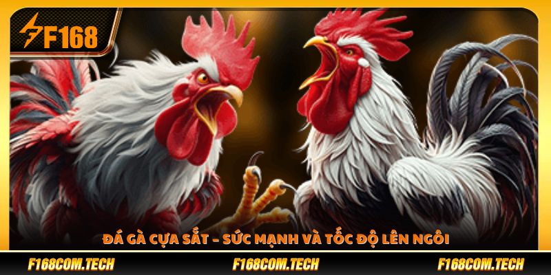 Đá gà cựa sắt – Hình thức thi đấu gay cấn và đầy kịch tính